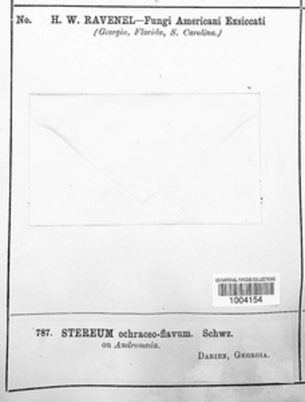Stereum ochraceoflavum image